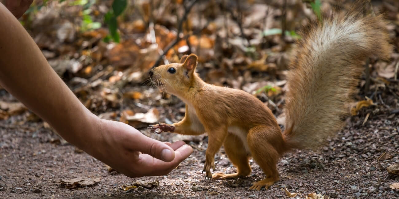 Kundenvertrauen gewinnen Eichhörnchen